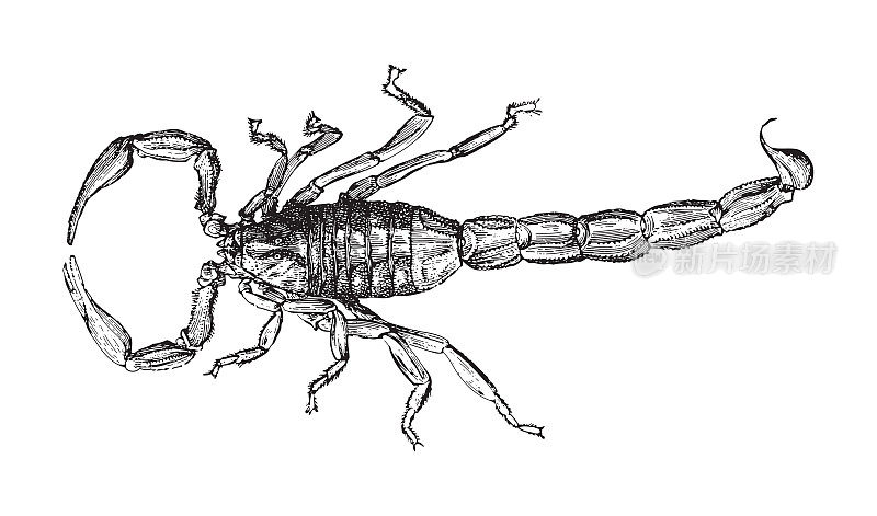 普通的黄蝎子(Buthus occitanus) -古董雕刻插图